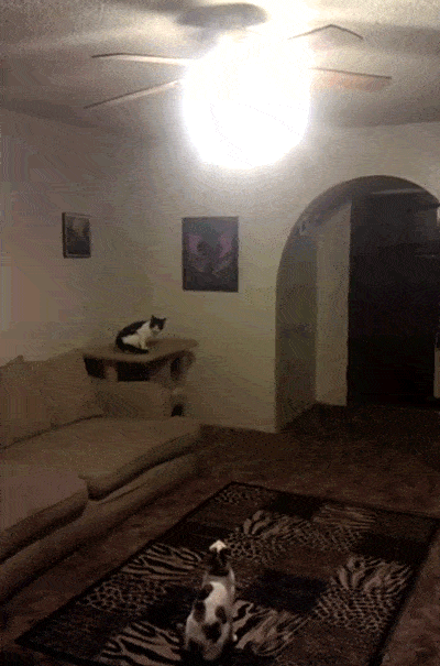 chat lampe